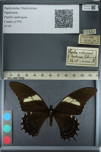 Media type: image;   Entomology 172566